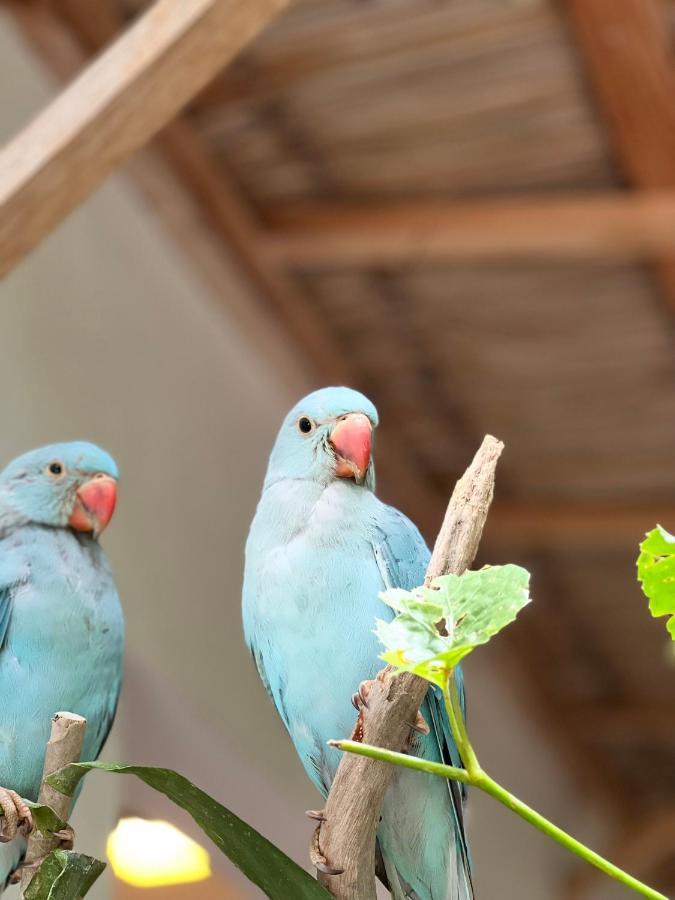 Lagoon Villa Maldives ソドゥー エクステリア 写真